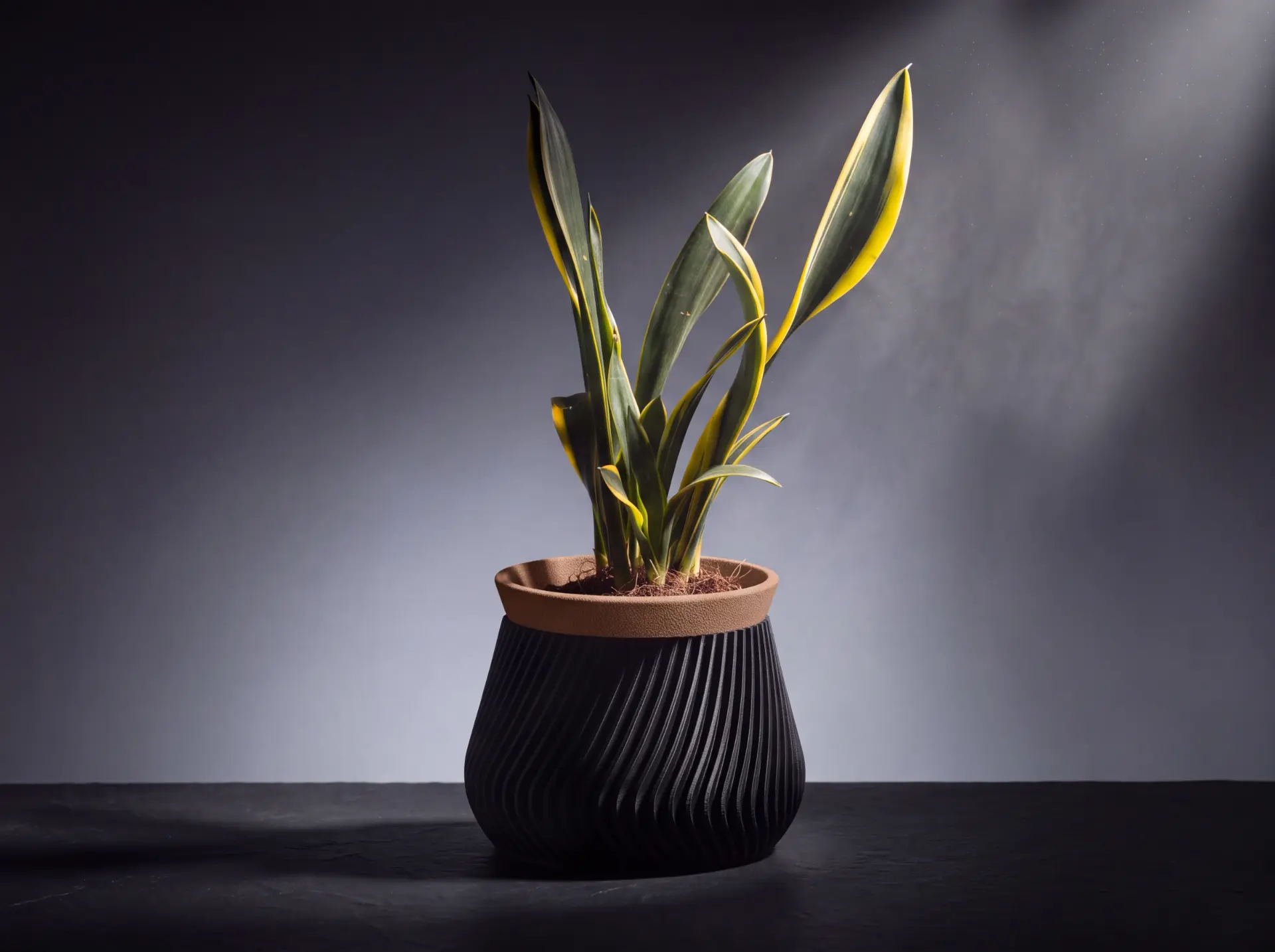 Podia planted with a snake plant: the ribbed dark outer body with the textured terracotta inner pot seated in its mouth.