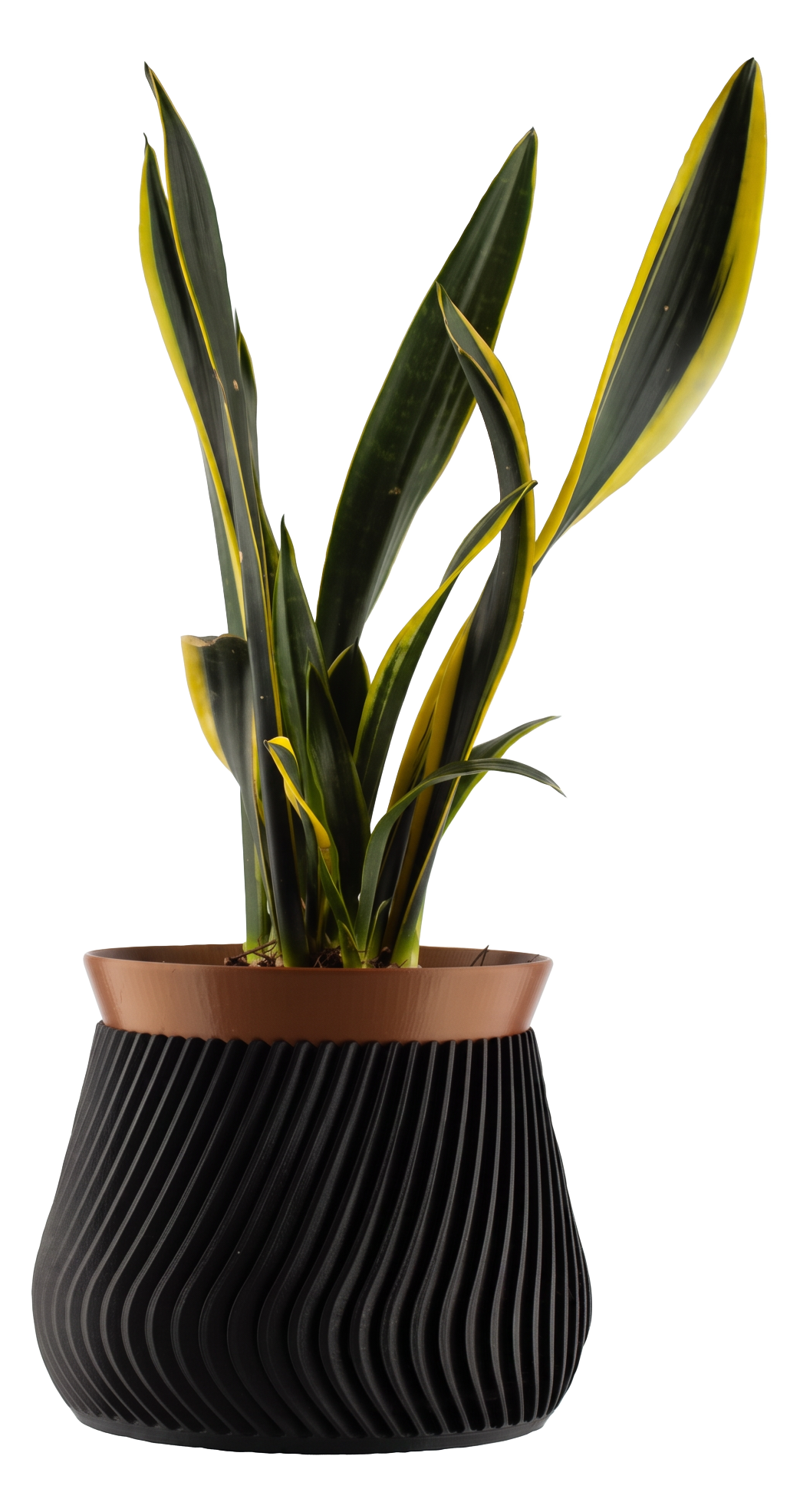 Podia planter